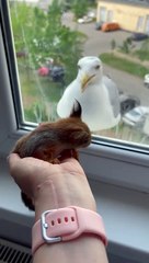 Baby Squirrel Startles Seagull Off Window Ledge