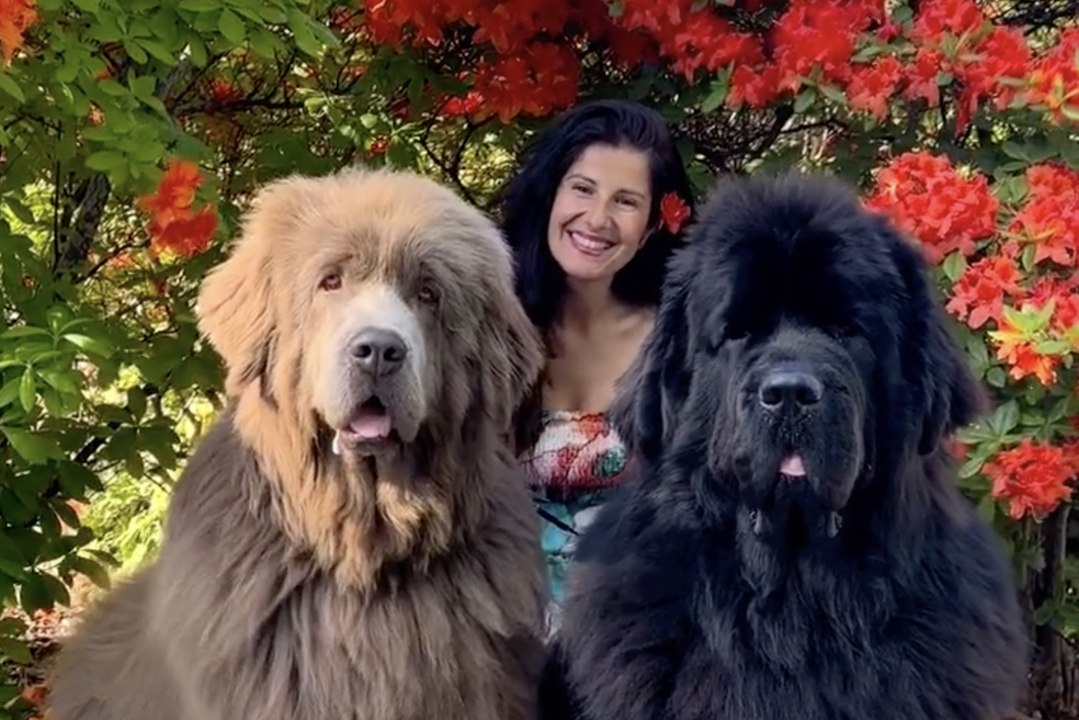 'My dogs are so huge people stop me in the stre...