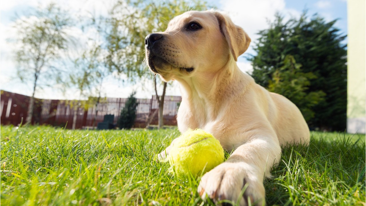 Dürfen Hunde im Freien gehalten werden?