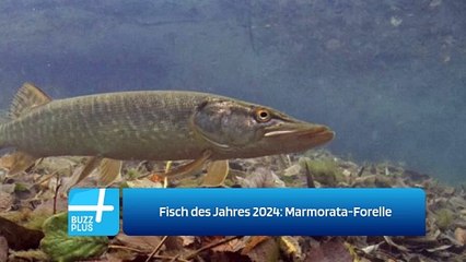 Fisch des Jahres 2024: Marmorata-Forelle