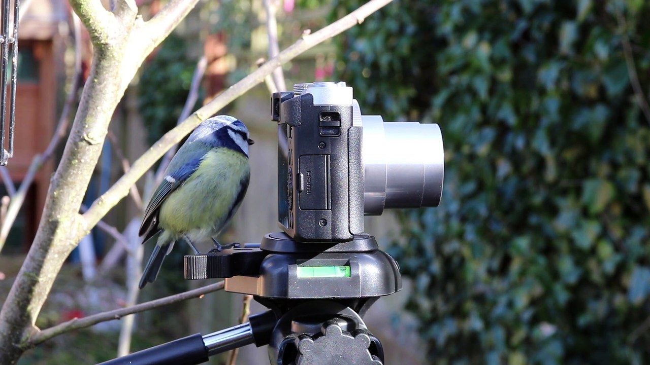 curious_little_bird_looking_at_a_camera (Original)