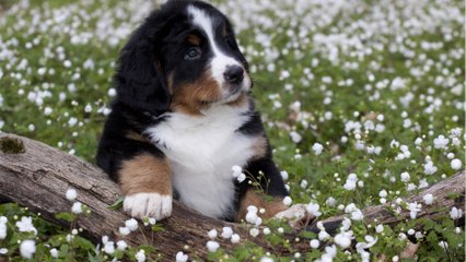 Dog is reunited with her owner after surviving on her own for two months