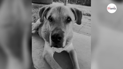 Silence at animal shelter as staff in shock at dog's sad fate