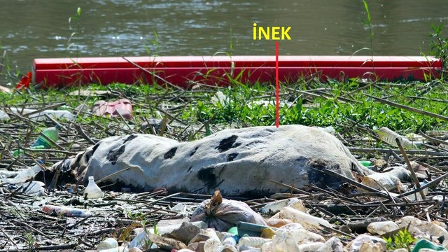 Ege’nin can damarı Büyük Menderes Nehri’nde çevre felaketi