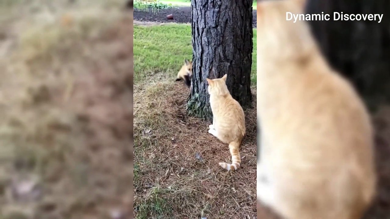 This Bear Messed With The WRONG OPPONENT!