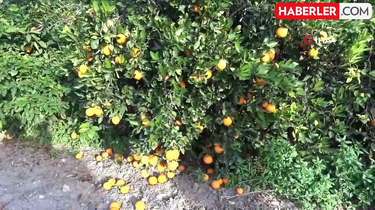 Bahçeden markete gidene kadar 20 kat artıyor! Mandalina ve portakal üreticileri fiyat farkına tepkili