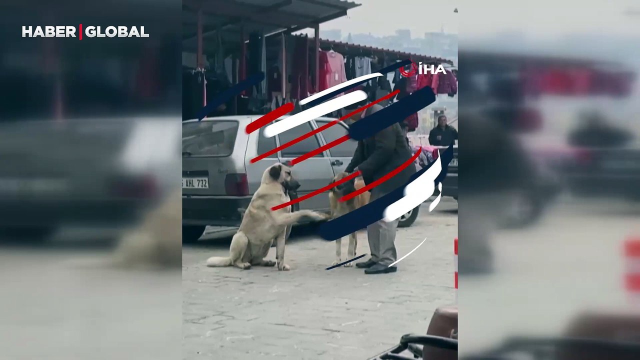Yaşlı vatandaşın sokak köpekleri ile olan diyaloğu yürekleri ısıttı: Onları böyle öptü
