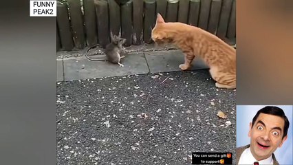 Wow ...rat fights Cat