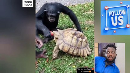 Watch:Can Monkey feed tortoise...am surprised