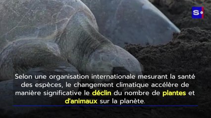 Le changement climatique menace la biodiversité globale