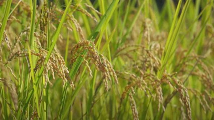 Sony stellt mit einem Trailer ein innovatives Material aus Reishüllen vor