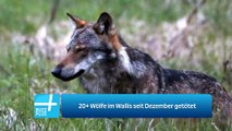 20  Wölfe im Wallis seit Dezember getötet