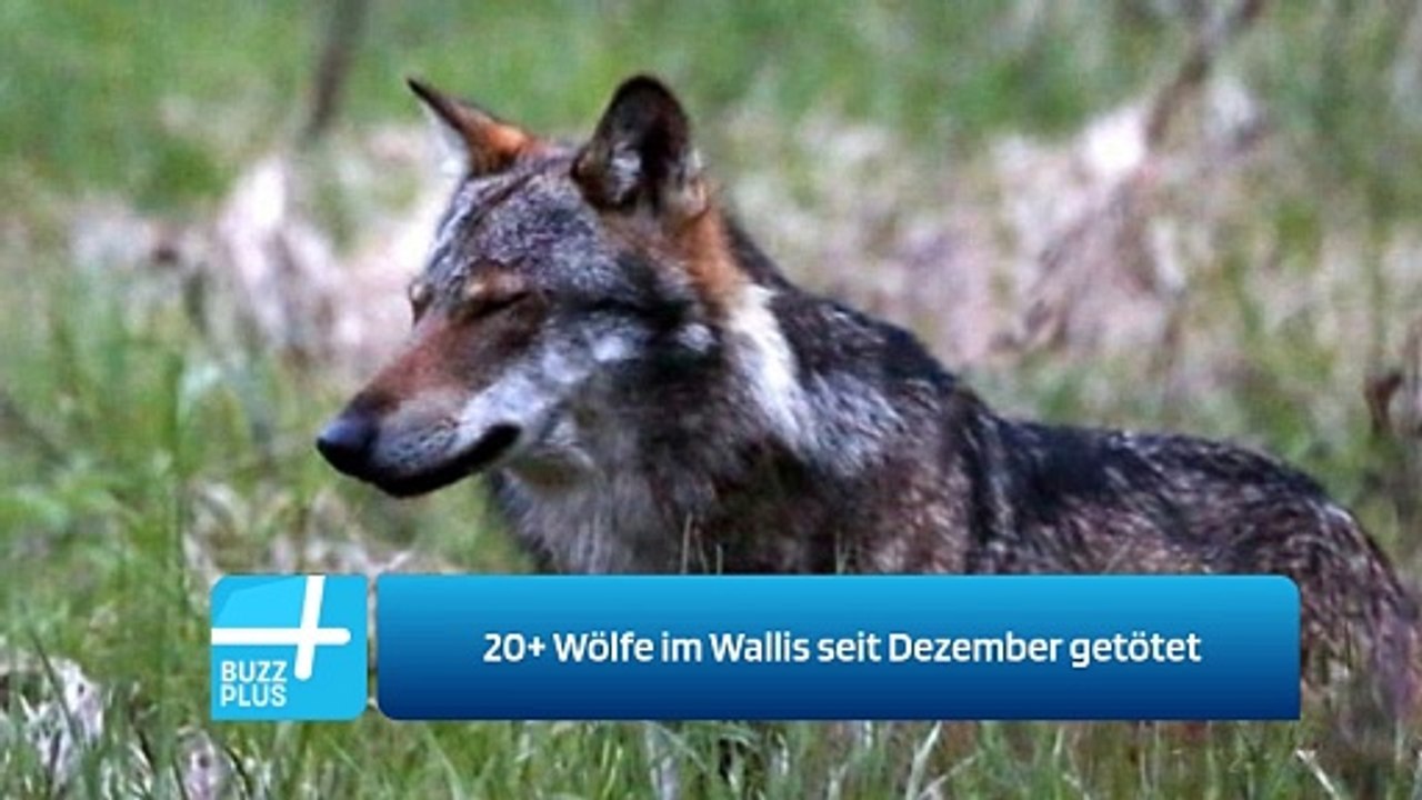 20+ Wölfe im Wallis seit Dezember getötet