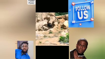 Fowl defends Chicks against Eagle