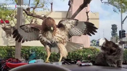 Şehrin ortasında bir anda görüntülendi: Yavru kediyi kapmak isteyen yırtıcı kuş kamerada