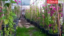 Tarsus Belediyesi Kendi Üretim Tesislerinde Çiçek ve Fidan Yetiştiriyor