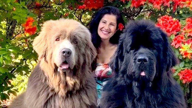 Meet Leo & Teddy the Giant Newfoundlands Causing a Stir In Their Hometown