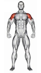 Shoulder Workout #shoulderworkout #gymmotivation  #sculptedshoulders  #fitnessjourney #shorts #shortvideo