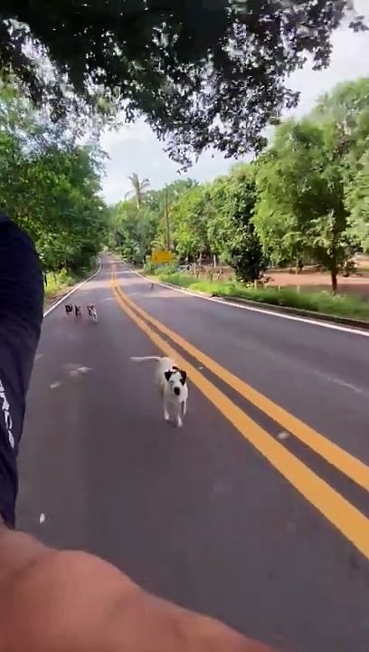 Dogs Run With Cyclist