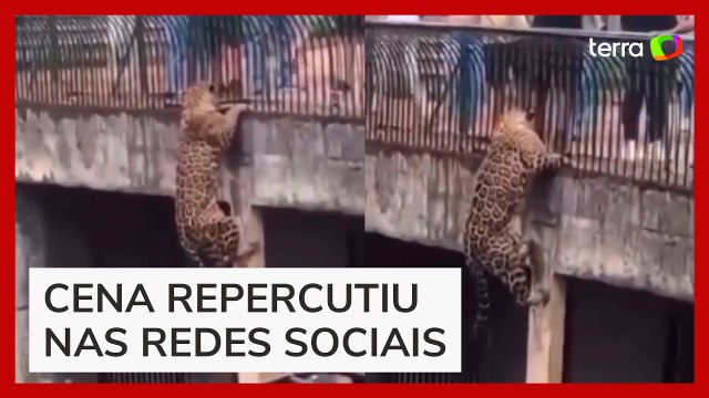 Onça-pintada escala parede e assusta visitantes no Zoológico de Brasília