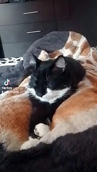 Mi hijo peludo