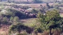 शहर के नजदीक पहुंचा 33 हाथियों का दल, एनएच पर मची अफरा-तफरी, एसडीएम ने की स्कूलों की छुट्टी