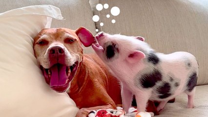 Woman Rescues A Pig From A Pet Store