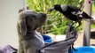This Magpie became a dogs best friend and started acting like him
