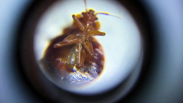 مهندس كمبيوتر يبتكر تطبيقاً يوفّر خريطة للبلاغات عن بق الفراش في كوريا الجنوبية