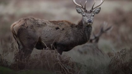 Scientists Warn 'Zombie Deer Disease' Could Jump to Humans