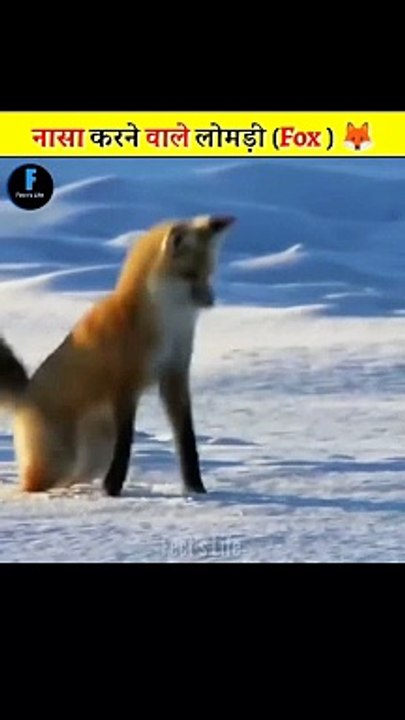 Why Do Fox Dives Headfirst Into Snow #shorts #fect'slife