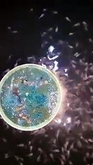 Kalau LARVA LELE sudah bisa makan PASTA seperti ini, HATI TENANG