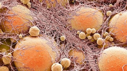 15 Cool Types of Cells