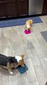 Corgi Masters Slow Feeder With Spin Maneuver