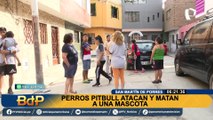 Perros agresivos atacan y matan a otro can en SMP