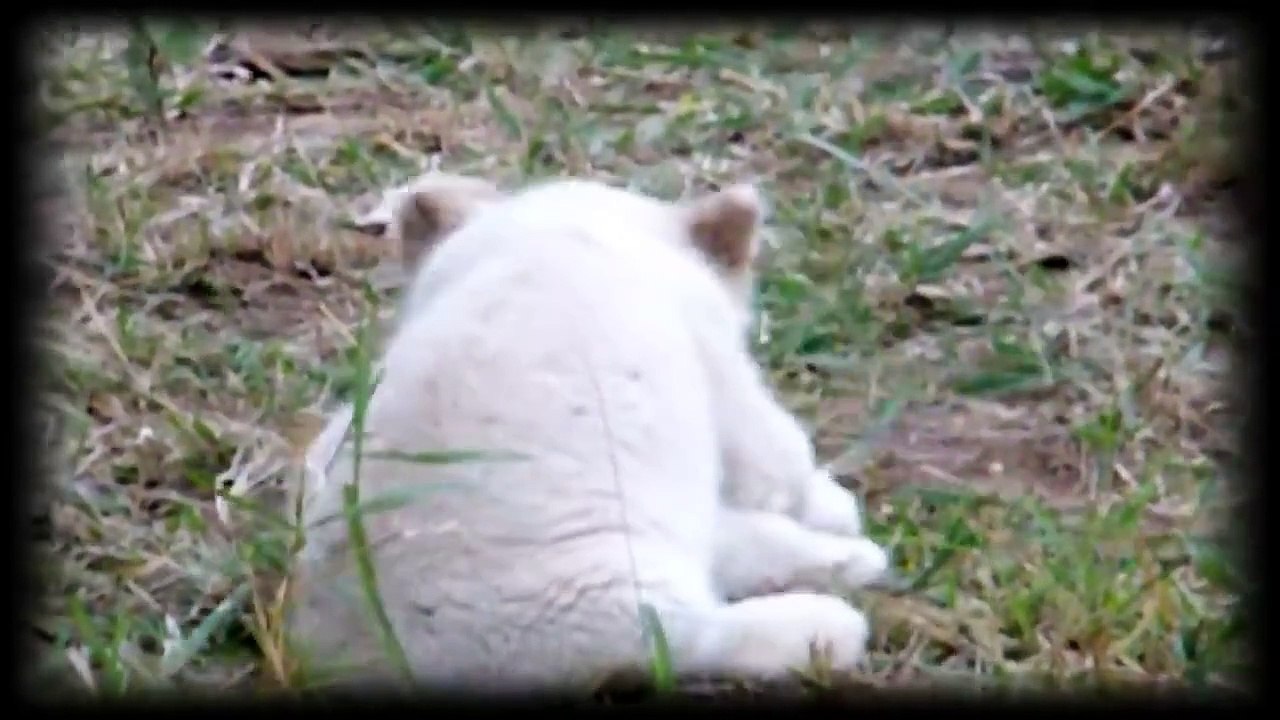 Das seltenste Tier der Welt