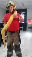 Cobra asiática entre as maiores do mundo aparece em residência de SC