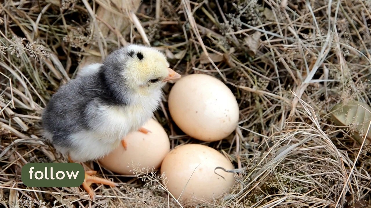 Cute chickens 01
