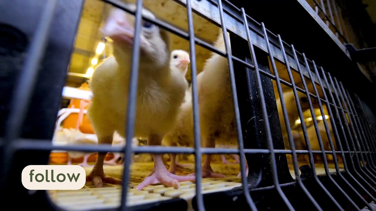 Cute chickens 07