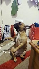 Frenchie Feeling the Christmas Spirit