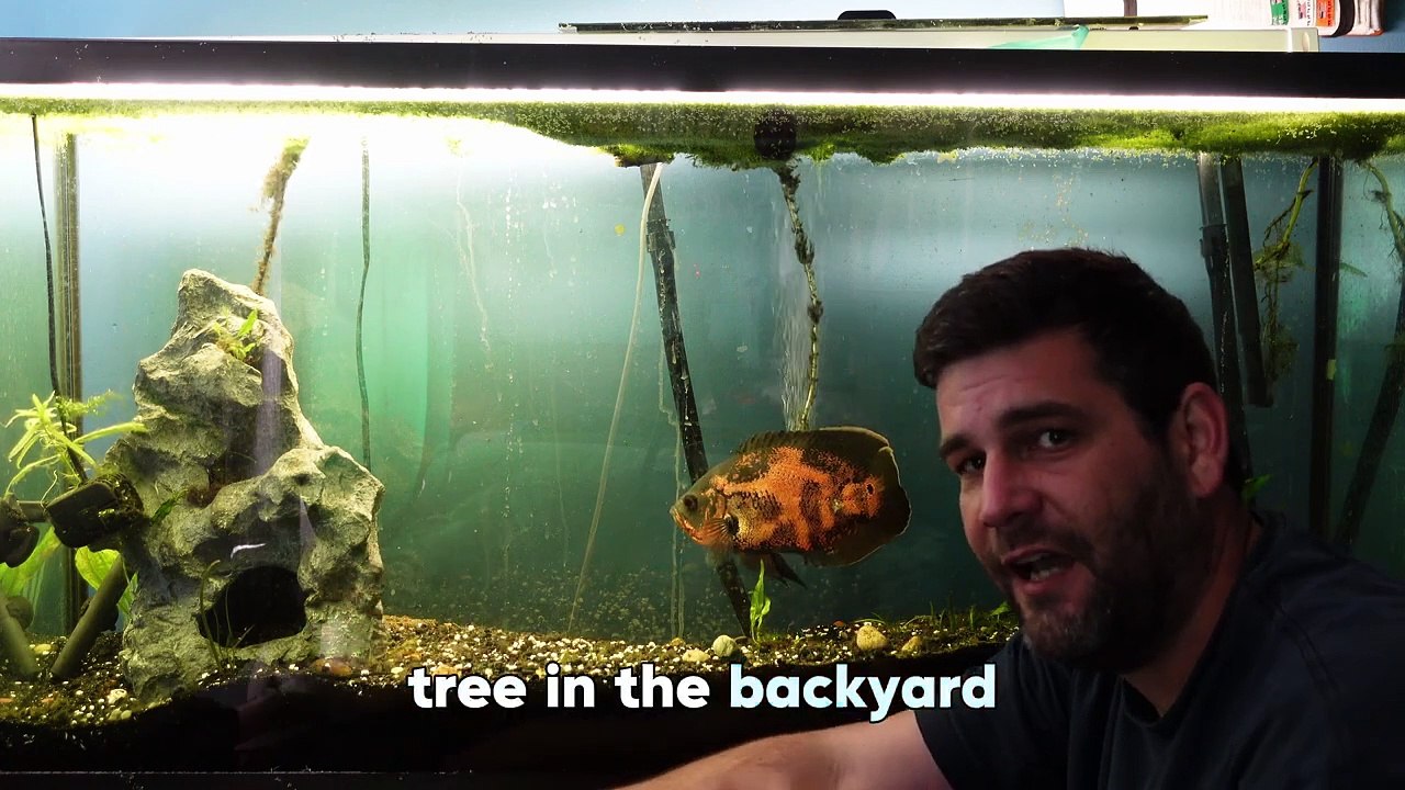 Charting the Course: A Vision for the 60-Gallon Oscar Tank