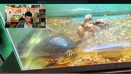 Fish Stank Review: Episode 1 - Its Always Goldfish and Bettas