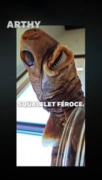 Les REQUINS les plus ETRANGES