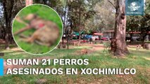 Hallan otro perrito muerto, presuntamente víctima de “asesino serial” en el Bosque de Nativitas