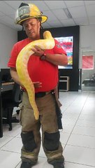 Pitón albina de 3 metros é capturada em portão de casa em Santa Catarina