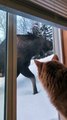 House Cat Watches Moose in Backyard