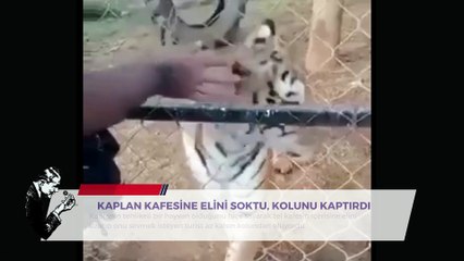 KAPLANA ELİNİ KAPTIRAN TURİST