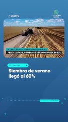 Siembra de verano llegó al 60%