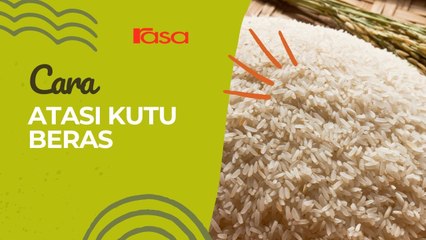Cara Atasi Kutu Beras