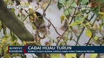 Akibat Cuaca Buruk, Harga Cabai Hijau Turun Di Petani